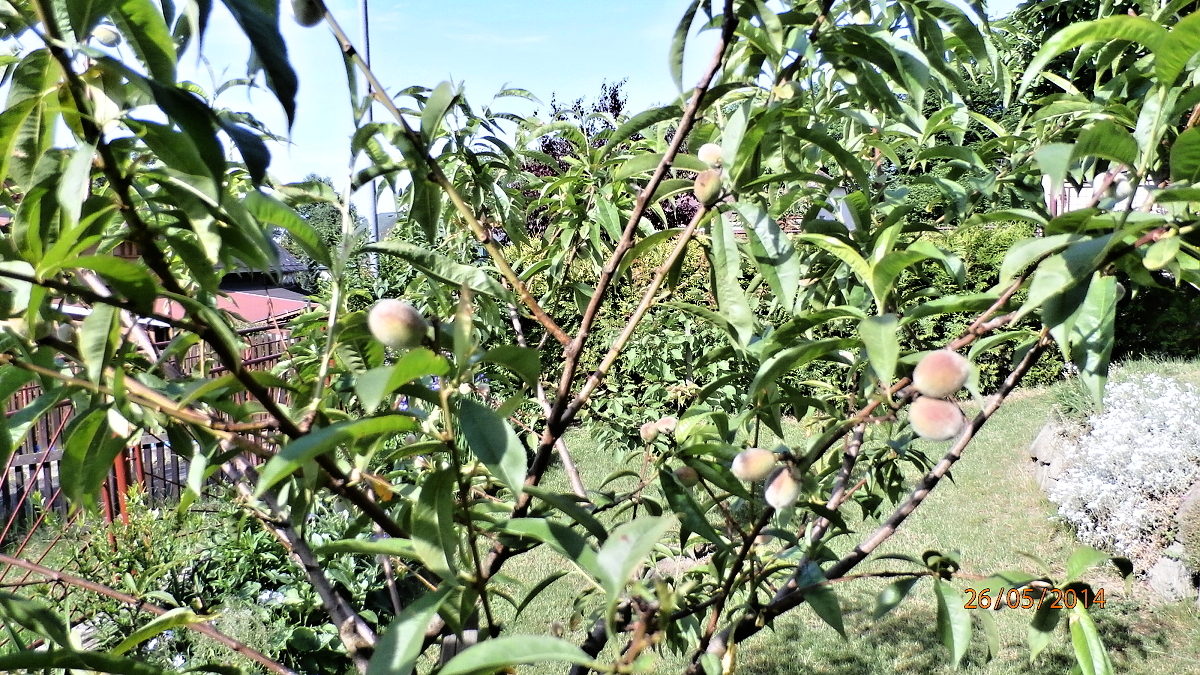 P5260060