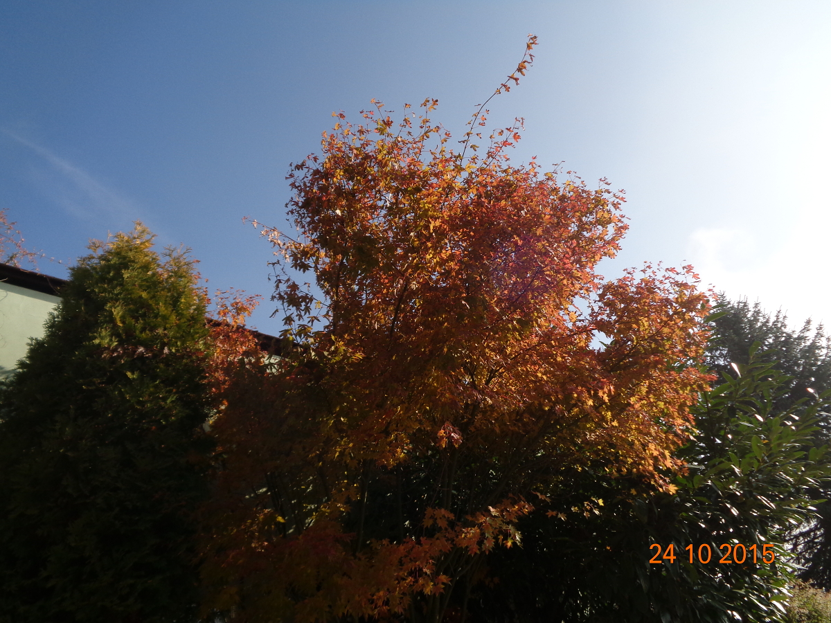 DSC02246